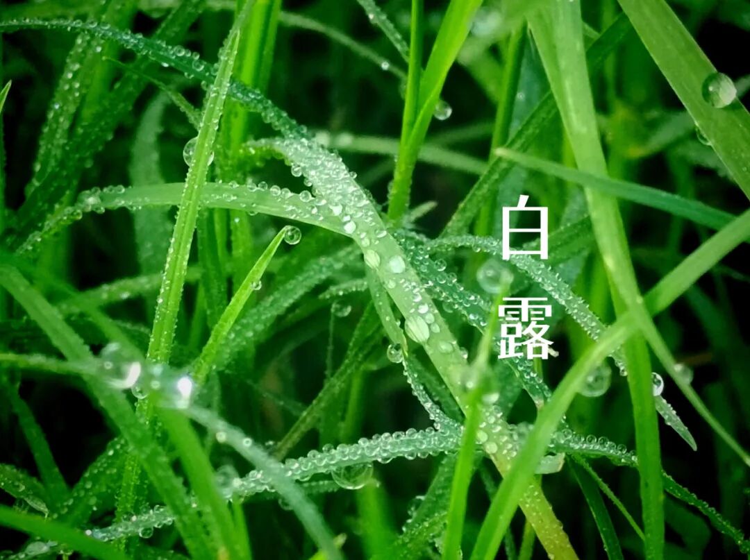 白露||霜凝秋意心自閑，歲月靜美福滿園